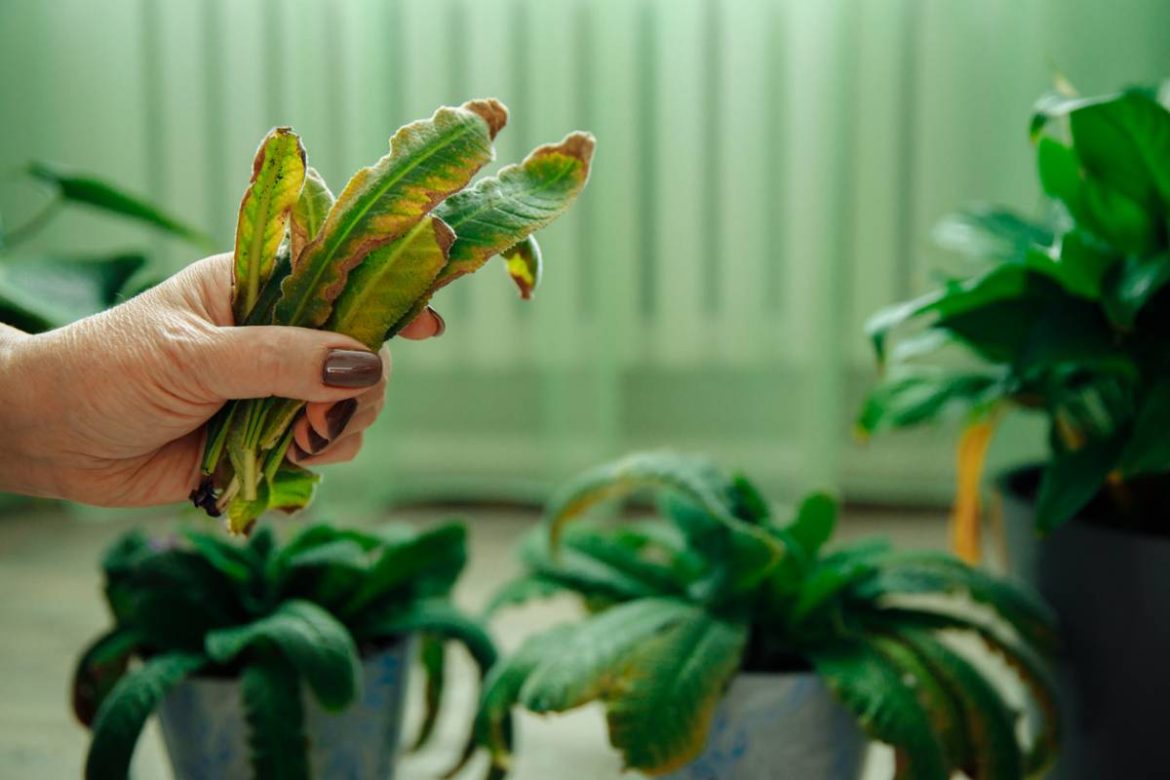 parasites des plantes d'intérieur