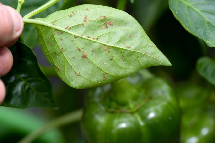 Un doigt tenant une feuille de poivron infestée de pucerons bruns nécessitant un traitement pour éliminer les pucerons.