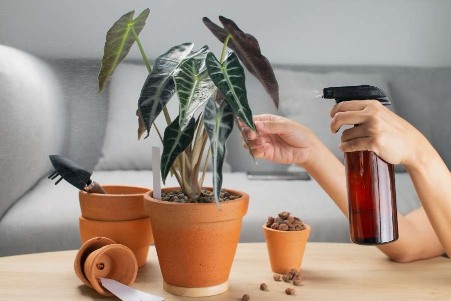 Gros plan d'une main vaporisant de l'engrais liquide sur les feuilles d'une Alocasia 'Polly' dans un pot en terre cuite sur une table en bois.